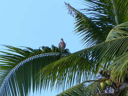 Image of Fiji Goshawk