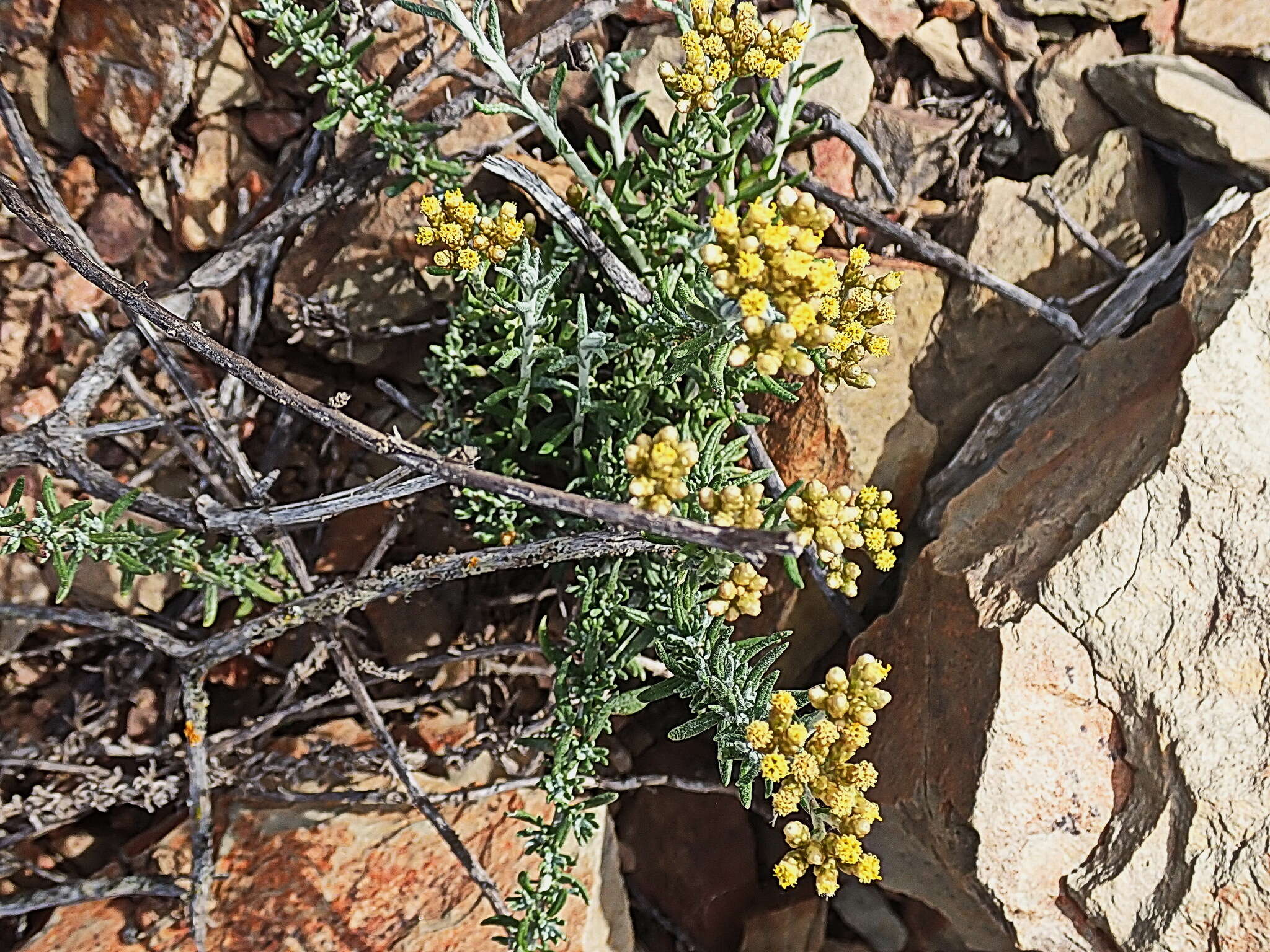 Image of <i>Helichrysum <i>rosum</i></i> var. rosum