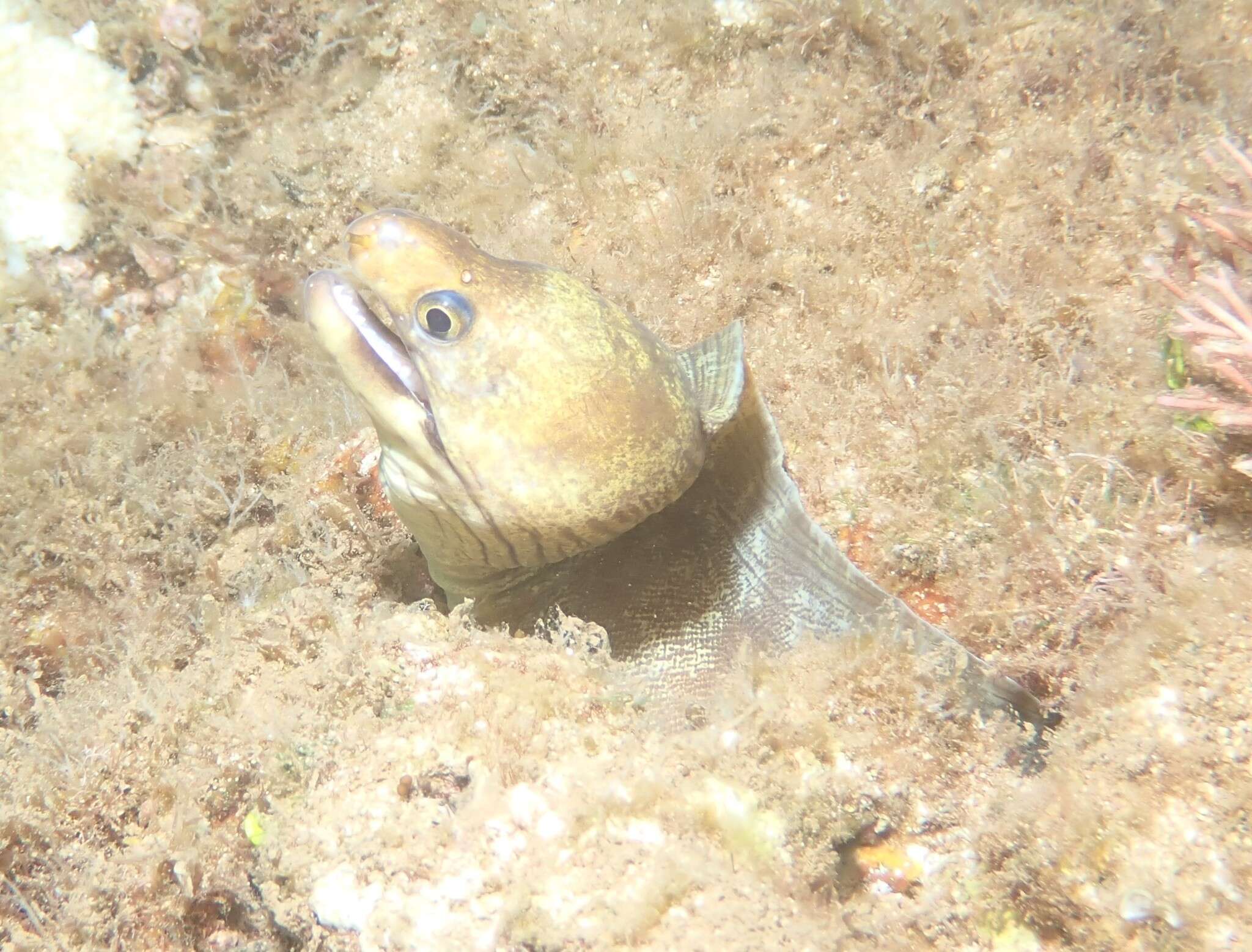 Image of Barred moray