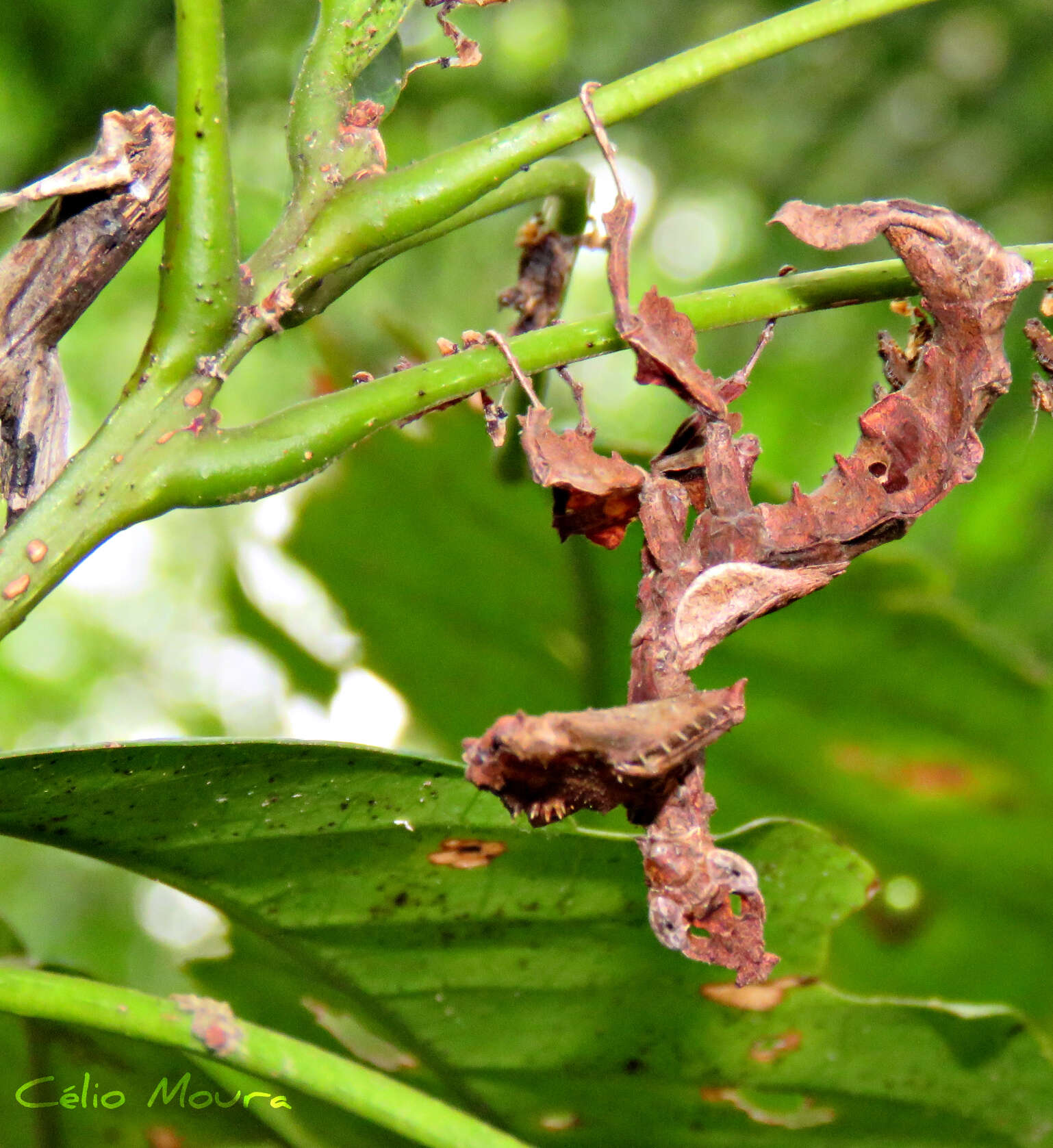 Image of Stenophylla cornigera Westwood 1843