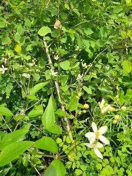 Clematis terniflora var. mandshurica (Rupr.) Ohwi resmi