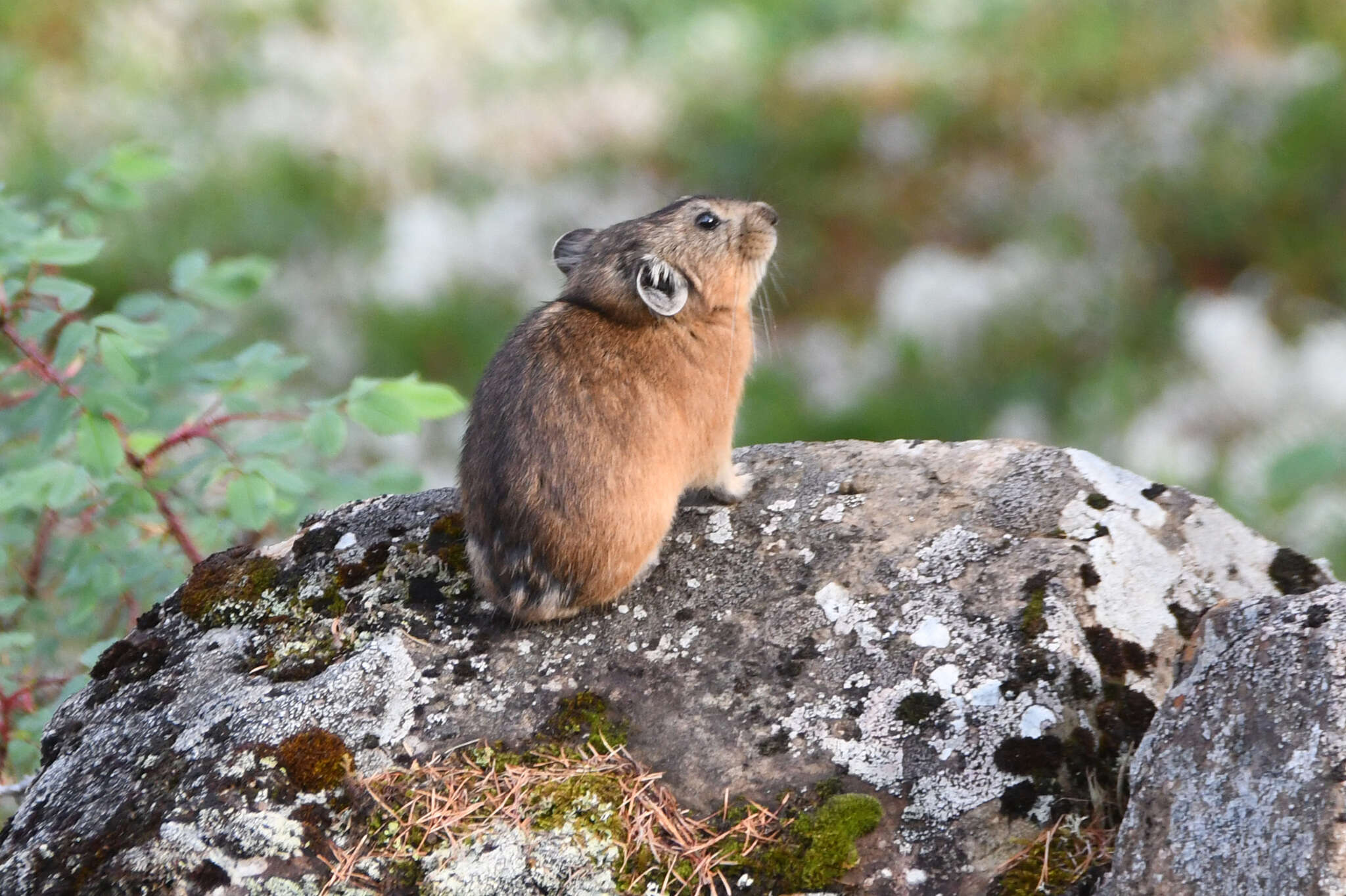 Image of Northern Pika