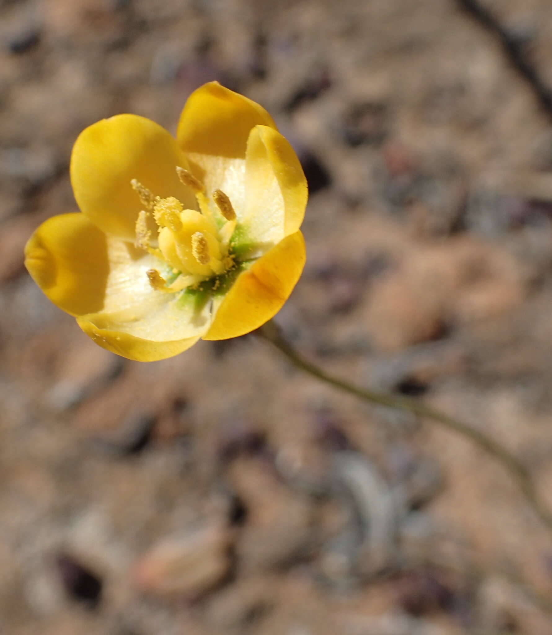 Image of Ornithogalum multifolium Baker