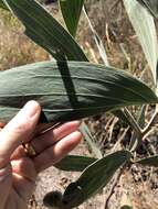 Image of candelabra wattle