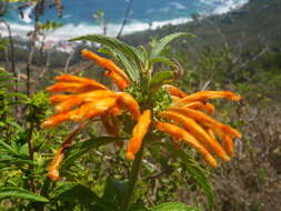 Image of lion's ear