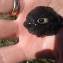 Image of mantled keyhole limpet