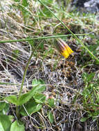 Image of snow arnica