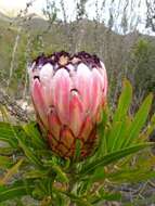 Image of Narrowleaf protea