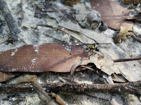 Image de Polyrhachis semiaurata Mayr 1876