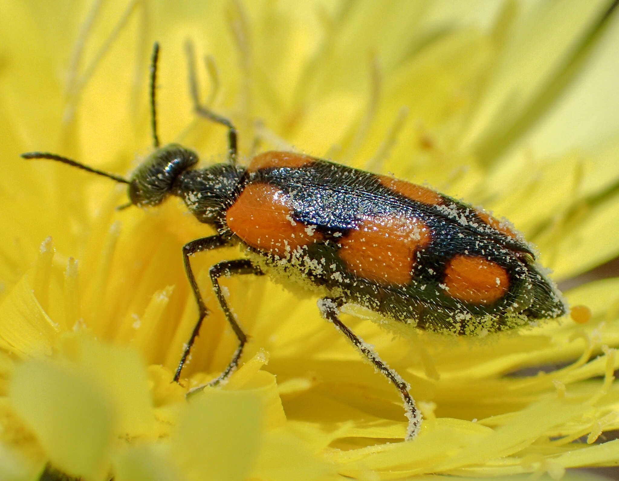 Image of Eupompha elegans (Le Conte 1852)