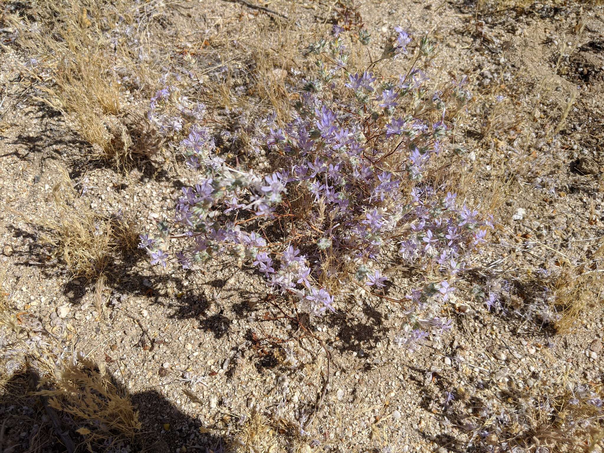 Image of desert woollystar