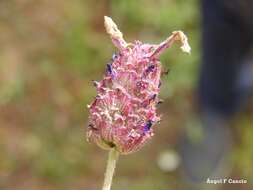 Image of Lavandula pedunculata subsp. sampaiana (Rozeira) Franco