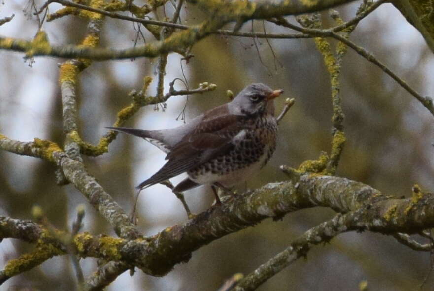 Image of Fieldfare