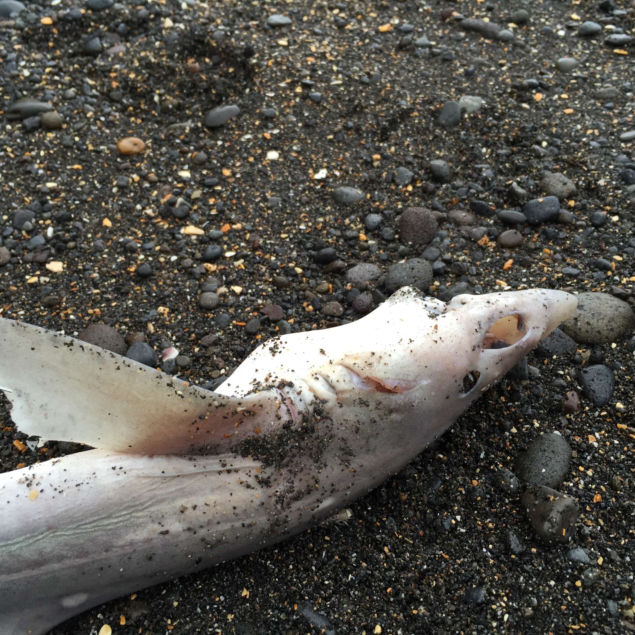 Image of Cape Shark