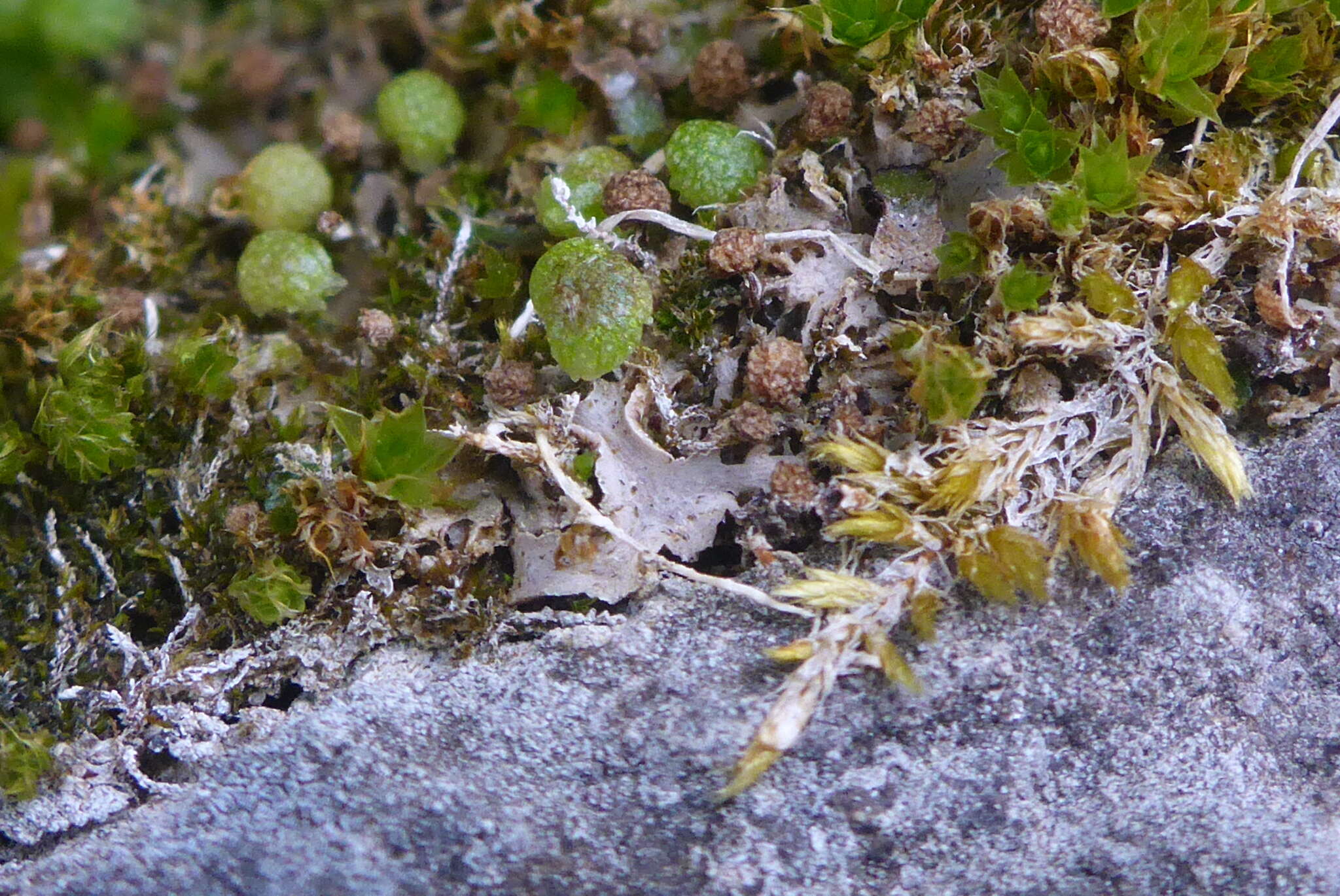 Image of Mannia triandra (Scop.) Grolle