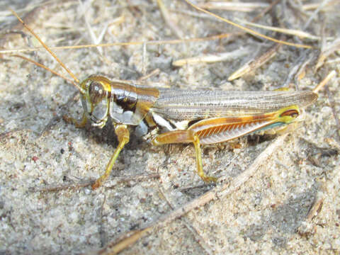 Image of Melanoplus bowditchi bowditchi Scudder & S. H. 1878