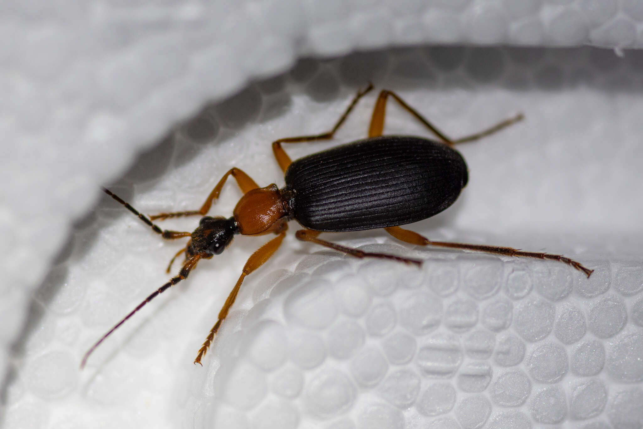 Image of Galerita (Progaleritina) bicolor (Drury 1773)