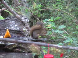 Image of Bolivian Squirrel