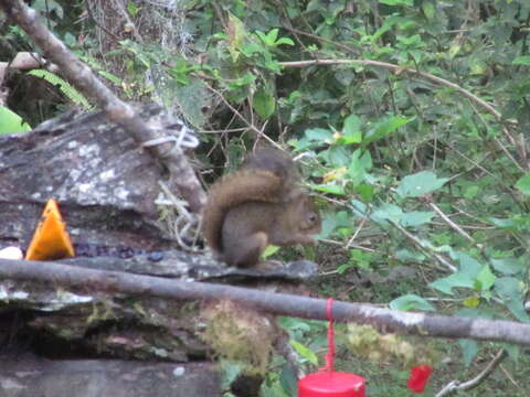 صورة Sciurus ignitus (Gray 1867)