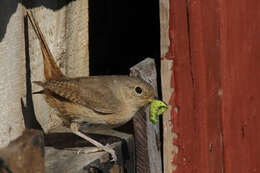 Image of Troglodytes aedon chilensis Lesson & R 1830