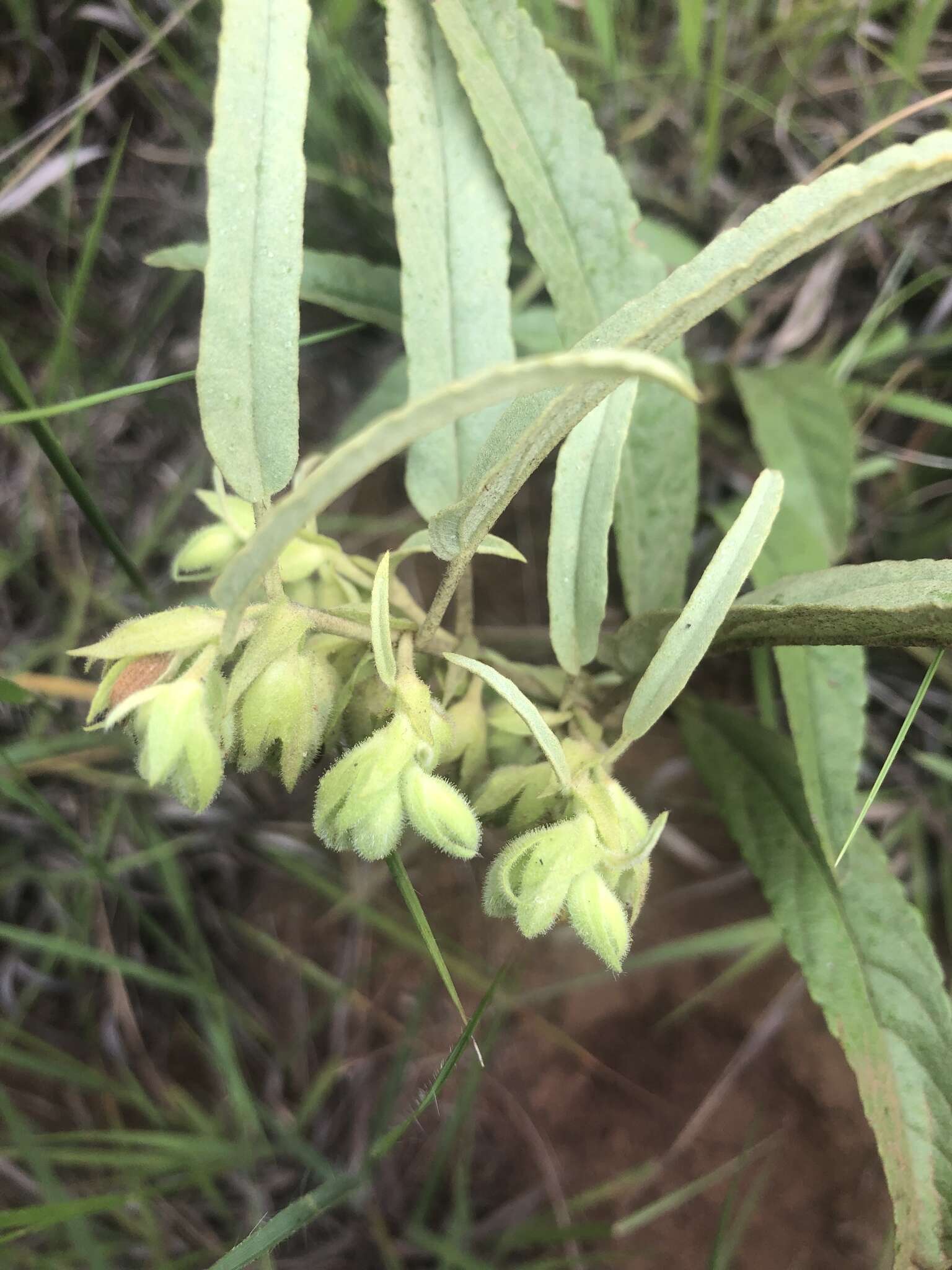 Image of Hermannia lancifolia Szyszyl.