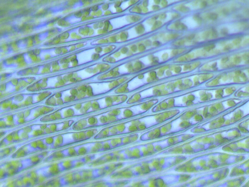 Image of tree climacium moss