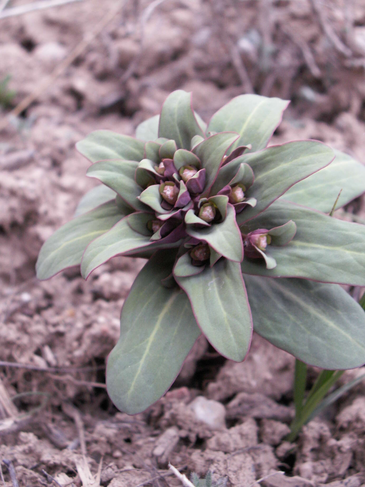 Image of Euphorbia rapulum Kar. & Kir.