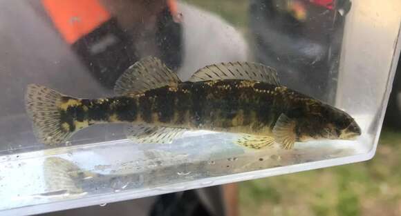 Image of Halloween Darter