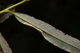 صورة Phyllonorycter salictella (Zeller 1846)