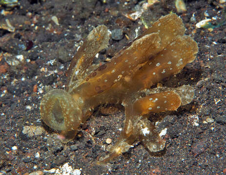 Image of Wonderous melibe slug