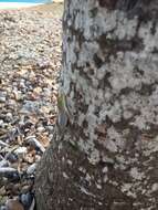 Image of Leopard Anole