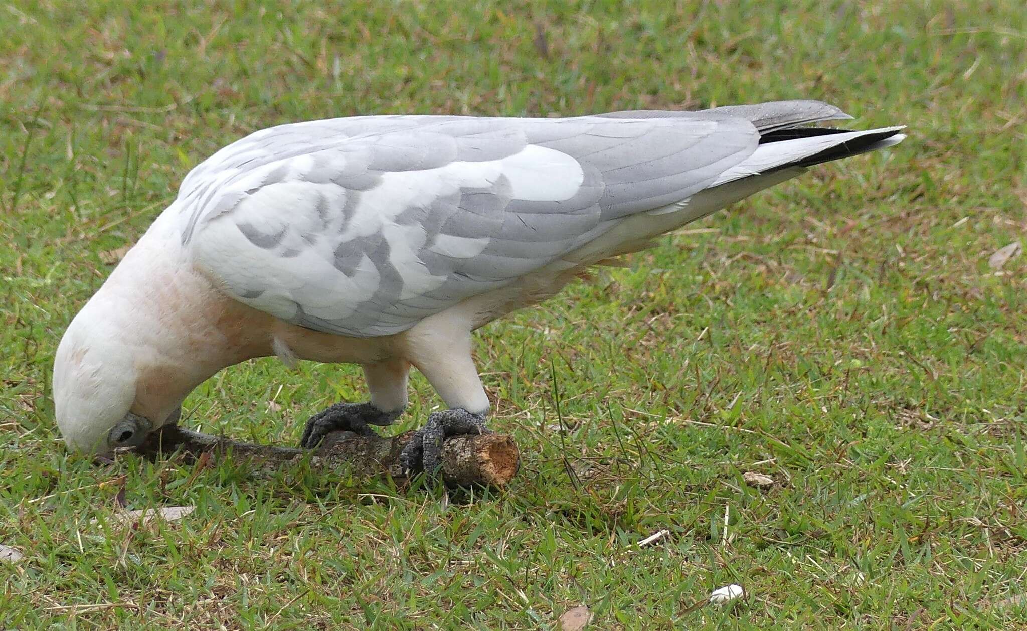 Image of Cacatuidae