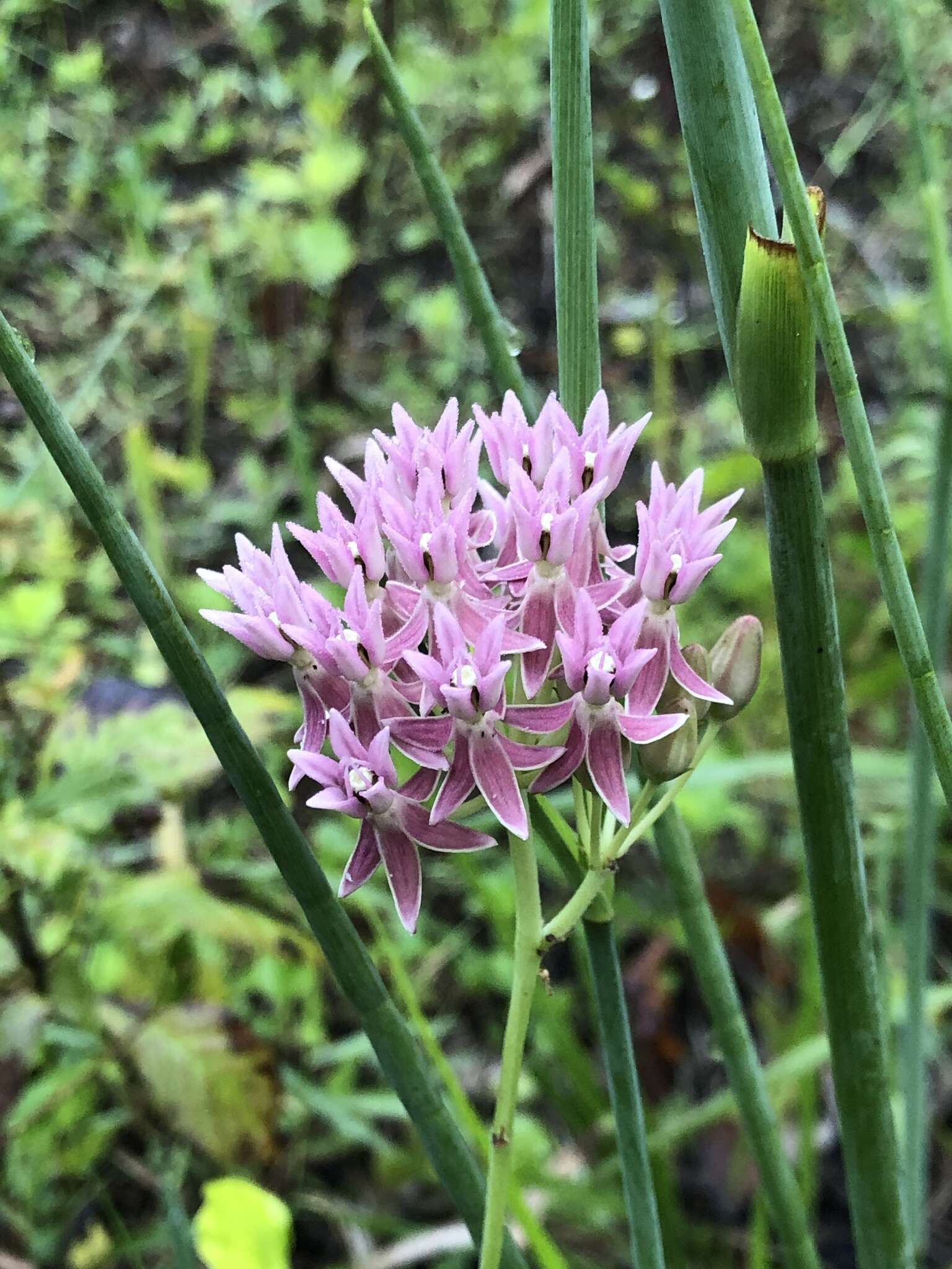 Слика од Asclepias rubra L.