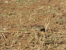 Imagem de Cisticola fulvicapilla fulvicapilla (Vieillot 1817)