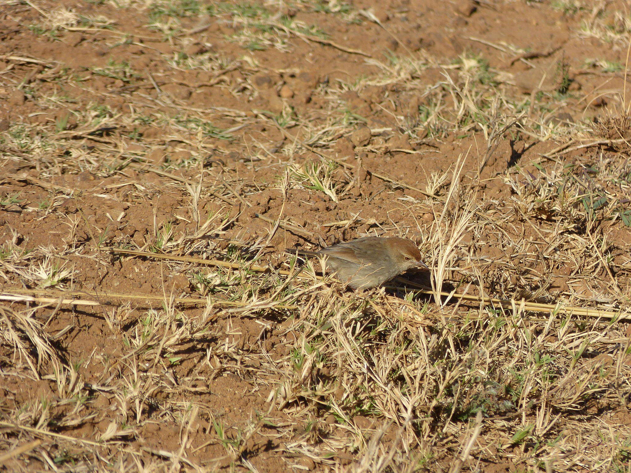 Sivun Cisticola fulvicapilla fulvicapilla (Vieillot 1817) kuva