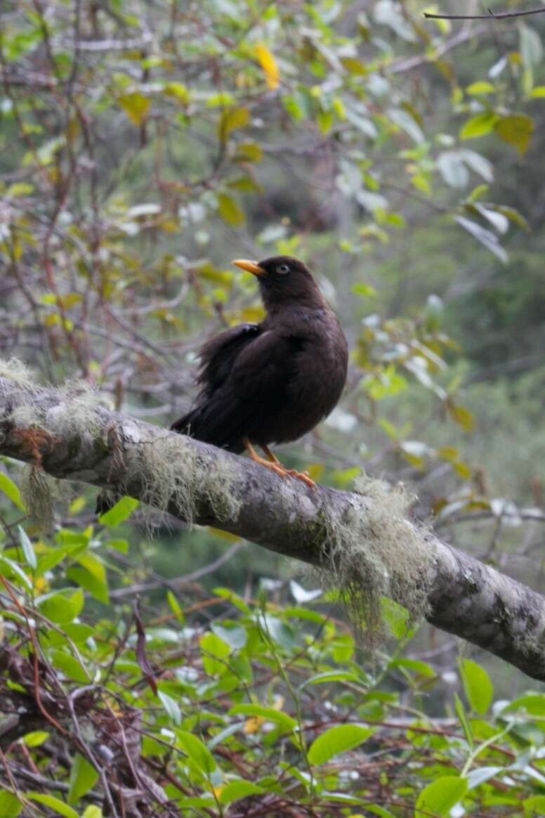 Imagem de Turdus nigrescens Cabanis 1861