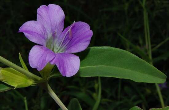 Image of Barleria lancifolia T. Anders.