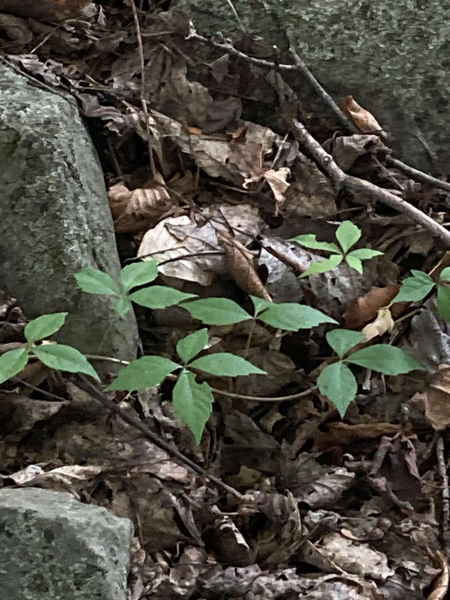 Image of Parthenocissus Planch.