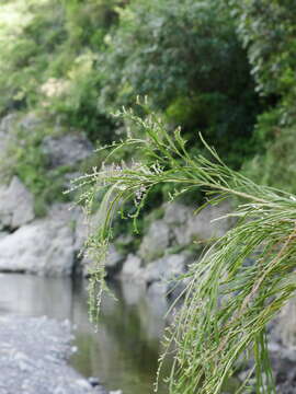 Image of Carmichaelia odorata Hook.