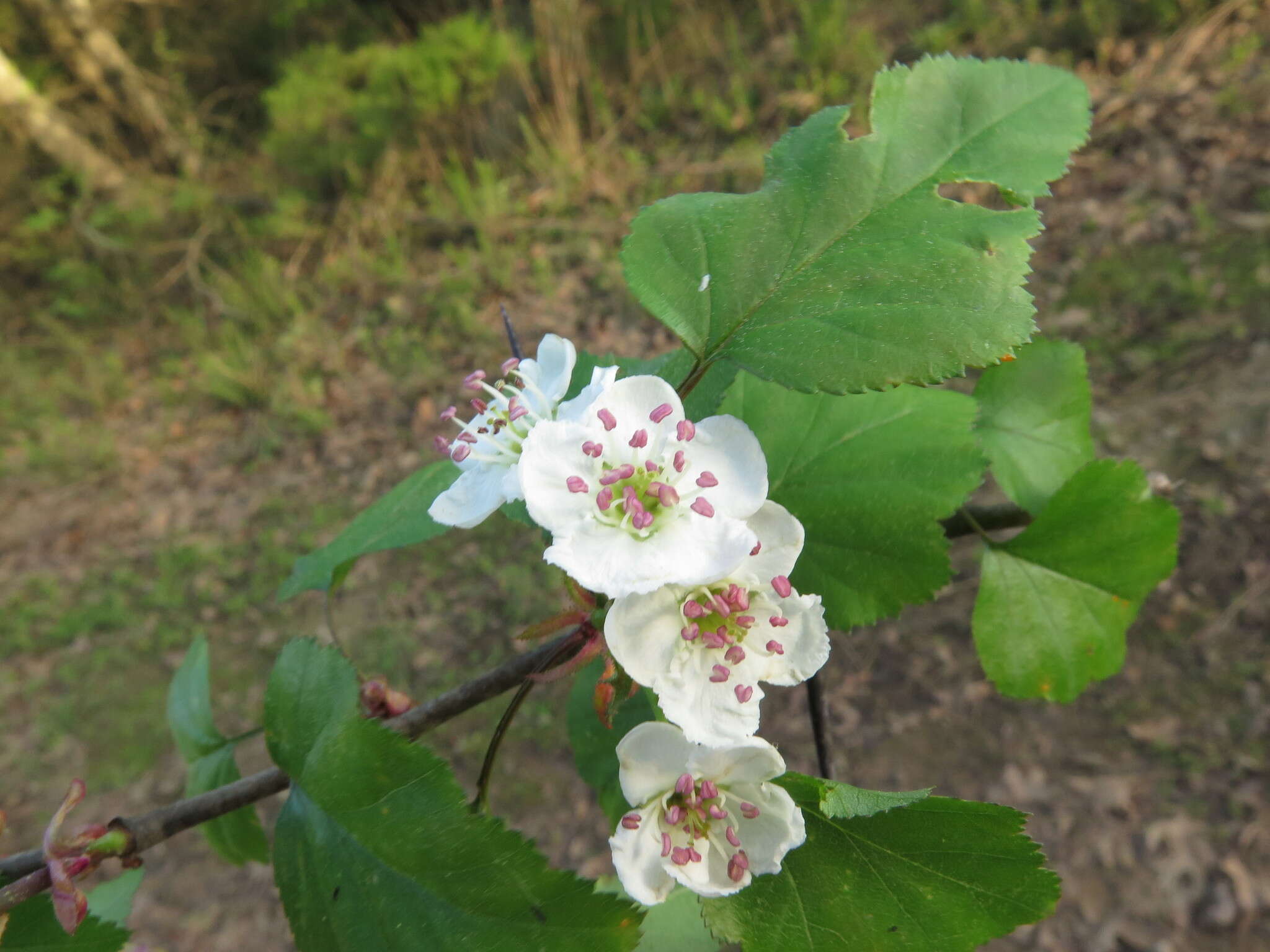 Imagem de Crataegus pruinosa var. gattingeri (Ashe) Lance