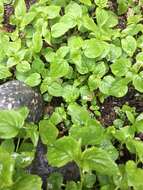 Image of Alpine enchanter’s-nightshade