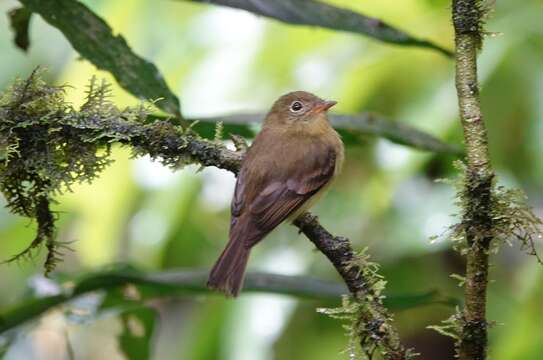 Image of Orange-crested Flycatcher