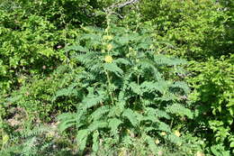 Imagem de Astragalus ponticus Pall.