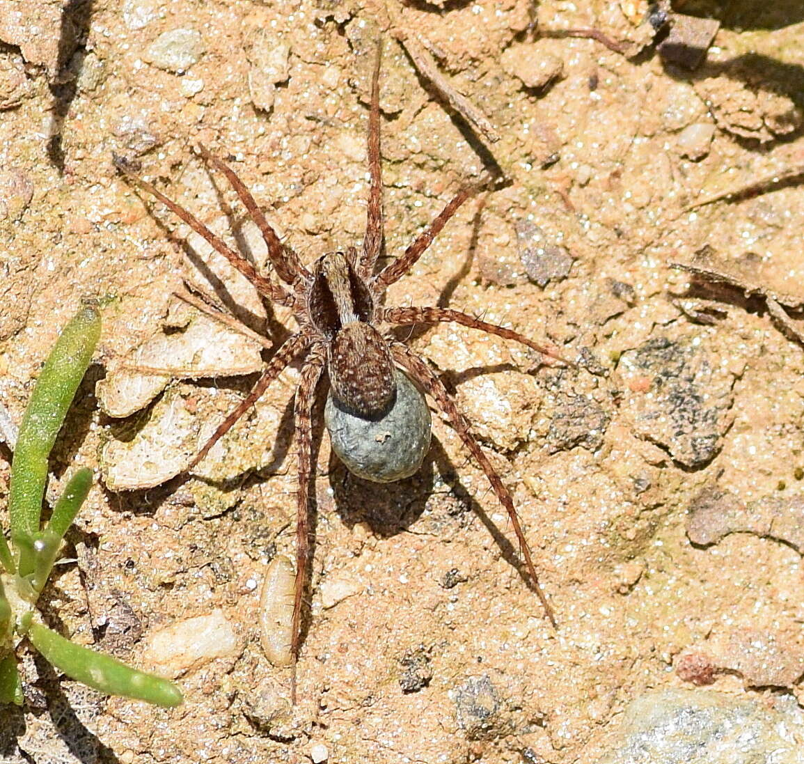 Image of Pardosa lugubris (Walckenaer 1802)