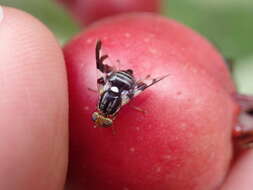 Image of Apple Maggot Fly