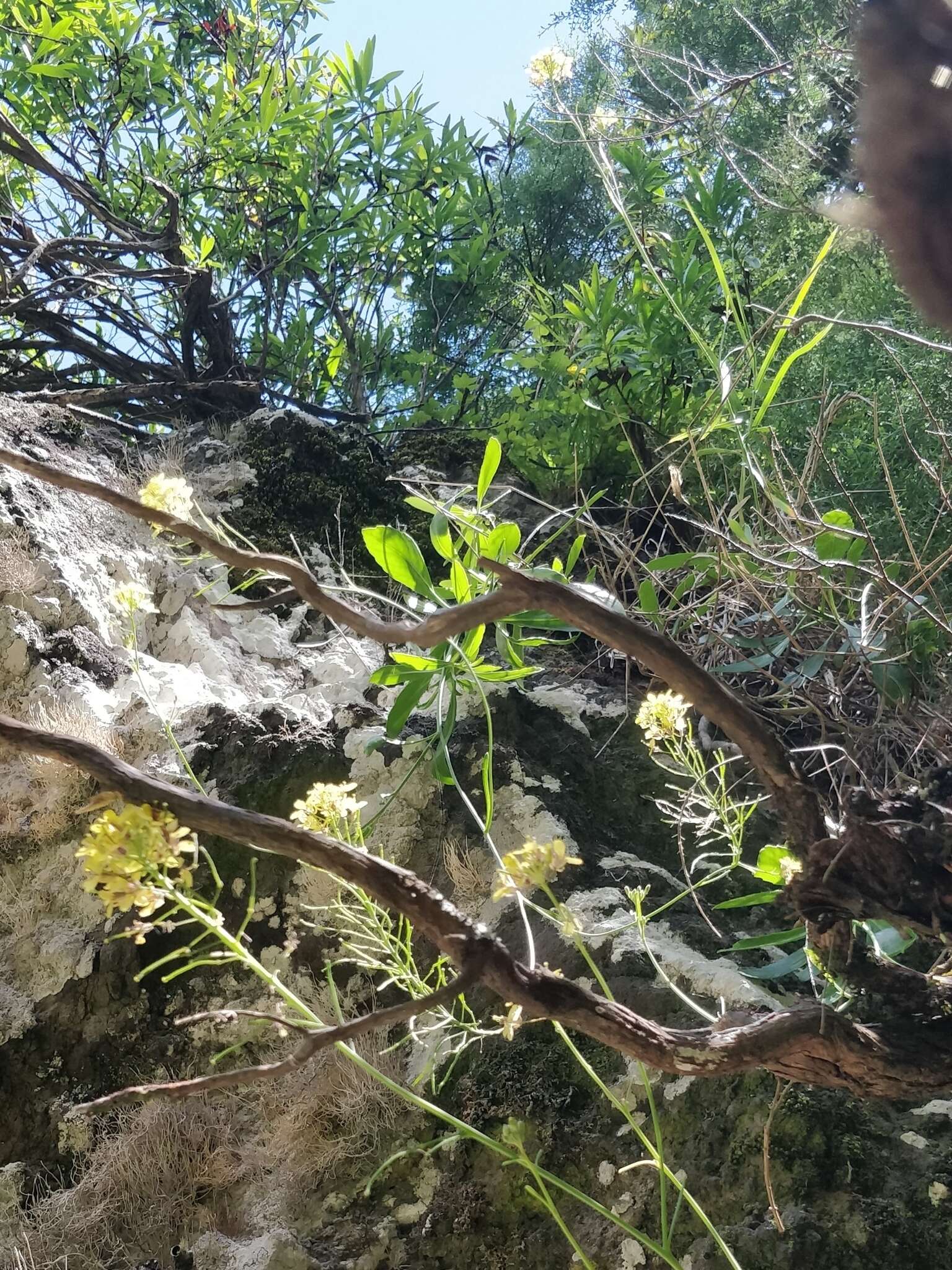 Image of Sinapidendron frutescens subsp. succulentum (Lowe) Rustan