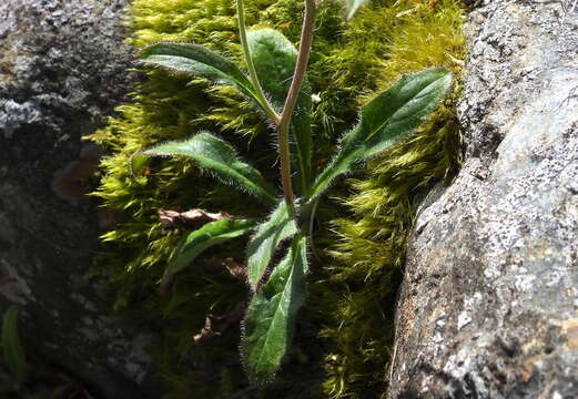 Image of Hieracium morii Hayata