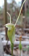 Image of Pterostylis pyramidalis Lindl.