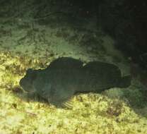 Image of Coral Blenny