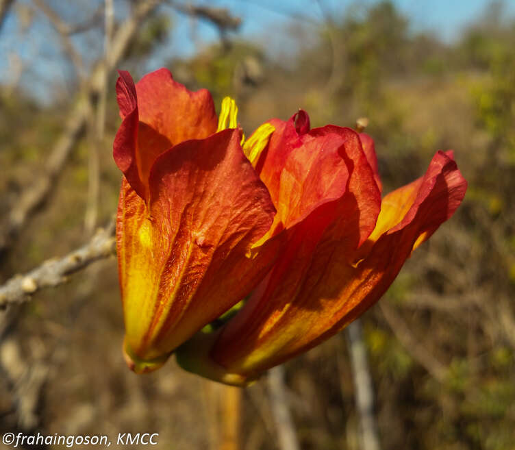 Image of Fernandoa madagascariensis (Baker) A. H Gentry